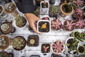 Selama Pandemi Penjualan Kaktus Mini Meningkat