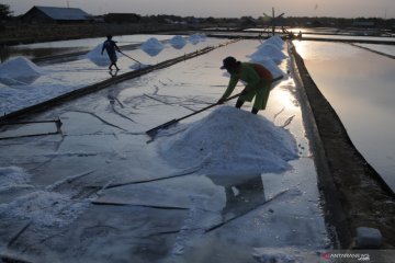 Ratusan ribu ton garam rakyat tak diserap industri dalam negeri