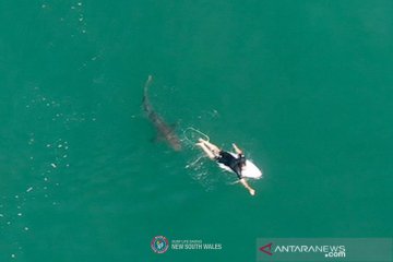 Seorang pria tewas akibat serangan hiu di Australia
