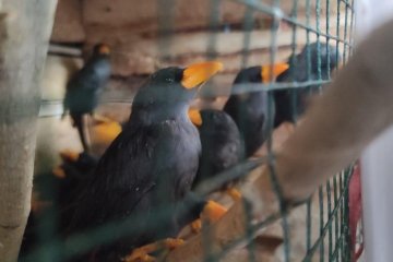 Karantina Pertanian Surabaya gagalkan penyeludupan 220 burung