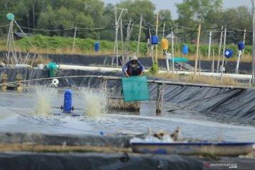 KKP ajak warga manfaatkan lahan kosong untuk usaha perikanan