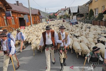 Unik, ratusan domba ikuti pawai di Polandia