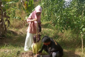 Bunga bangkai gagal mekar di Perumahan Yumira Lubukbasung Agam