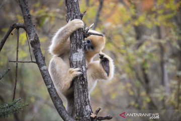 China tetapkan 25 persen wilayahnya untuk perlindungan lingkungan