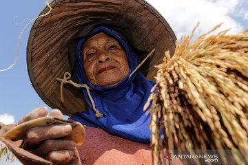 Hari Pangan, Peneliti: Momentum evaluasi kebijakan ketahanan pangan