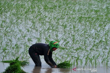 HKTI Sumsel minta pemerintah kawal semangat petani selama pandemi