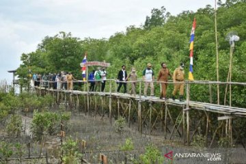 Lewat Program Padat Karya, Babel tanam mangrove seluas 50 hektare