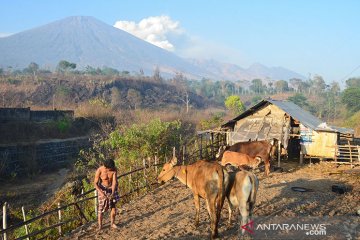 NTB siap wujudkan program 1.000 Desa Sapi