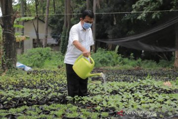 Pemkot Tangerang libatkan pegawai untuk pembibitan tanaman produktif