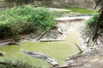 BKSDA minta pengelola penangkaran buaya di Banyuasin perbaiki kandang