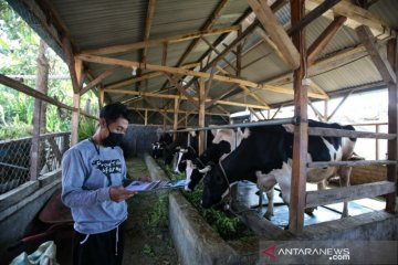 Kolaborasi peternak sapi dan swasta dukung ketahanan pangan