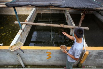 KKP salurkan bantuan budi daya ikan Rp1,8 miliar ke Kalimantan Barat