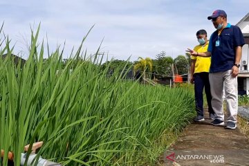 Kalbar kembangkan 960 hektare padi Inpari Nutri Zinc, cegah stunting