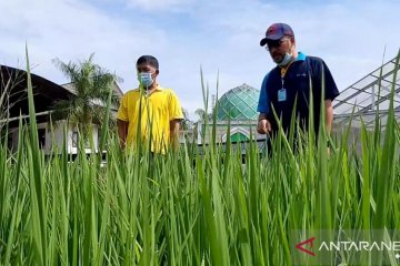 Kalbar dapat perluasan areal tanam padi Kementan seluas 21.736 hektare