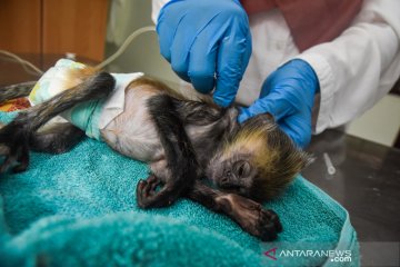 Klinik satwa BKSDA Riau rawat primata yang dilindungi