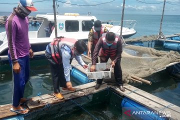 PLN Situbondo bantu 3.000 bibit lobster untuk pembudidaya