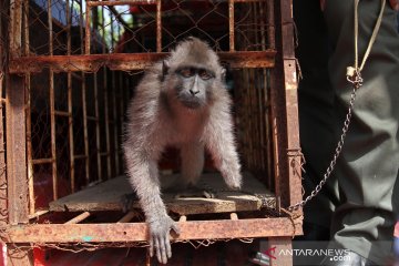 BKSDA Sultra terima Kera Hitam Sulawesi tanpa tangan kiri