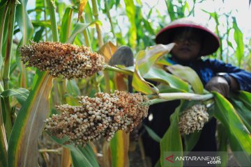 Pemerintah dorong peningkatan sektor pangan-pertanian dukung PEN