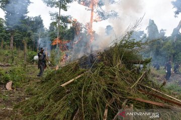 BNN musnahkan 3,5 hektare ladang ganja di Lamteuba Aceh Besar