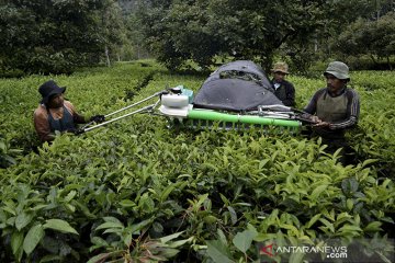 Pemasaran produk teh untuk pasar domestik