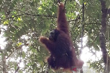 Rocky orangutan dilepasliarkan di TN Bukit Tiga Puluh Riau