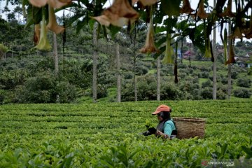 Produk teh sasar pasar domestik