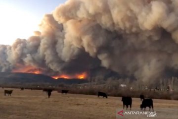 Kebakaran hutan di Colorado