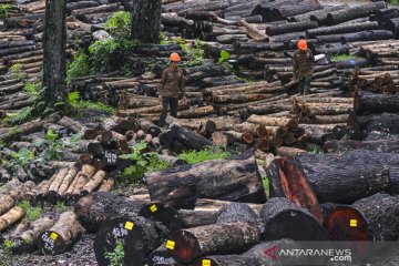 Kayu Perhutani Ciamis diminati pasar Eropa dan Asia