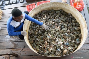 Permintaan kepiting soka beranjak normal