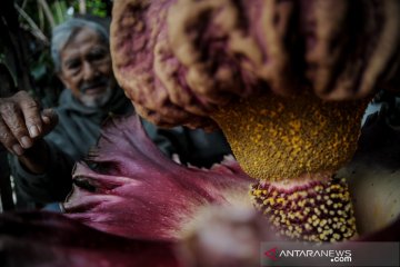 Bunga bangkai raksasa mekar di pekarangan warga