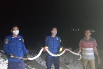 Dua ular sanca diamankan di Kepulauan Seribu