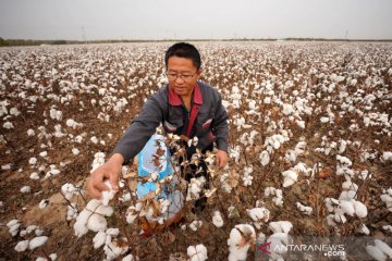 Hamparan ladang kapas siap panen di China