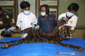 Pemeriksaan ulang kulit harimau sumatera rampasan negara