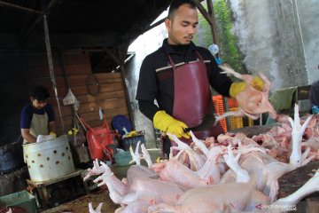 PT PPI secara reguler serap ayam potong peternak mandiri di Jawa Barat