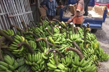 Omzet pedagang pisang di Lebak meningkat ditengah pandemi