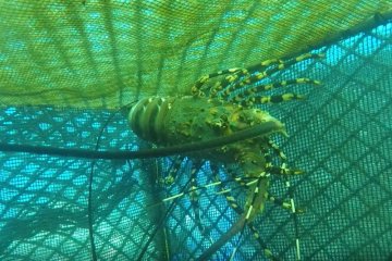 KKP sidak pastikan ekspor benih lobster sesuai regulasi
