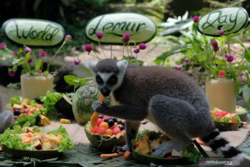 Hari lemur sedunia