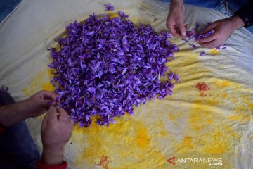 Panen saffron di India