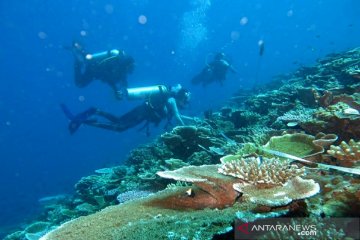 Menteri Edhy: Menanam satu koral sama dengan 20 pohon