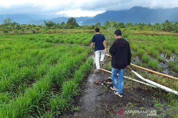 Gubernur paparkan strategi atasi defisit beras di Riau
