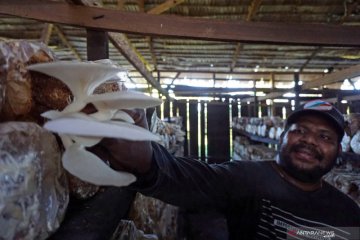 Sosok warga Papua yang berhasil jadi petani jamur tiram