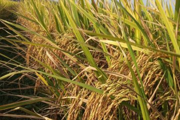 Kementan loloskan 15 calon varietas padi sawah berprotein tinggi
