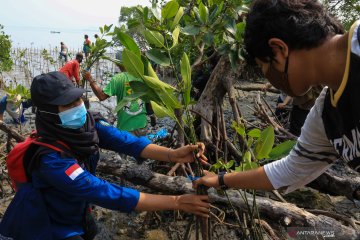 Tanam 455.000 bibit mangrove, KKP pekerjakan ratusan tenaga lokal