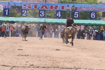 Pandemi tak halangi gelaran Festival Balap Kerbau Chonburi di Thailand