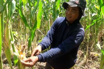 Lahan jagung di Magetan diserang hama jamur dan ulat