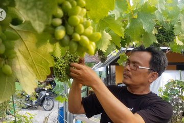 Budidaya anggur impor di Gunungkidul