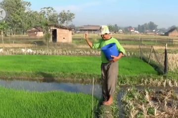 Hadapi pandemi, Pupuk Indonesia tetap berproduksi