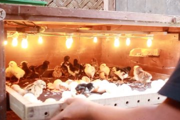 Meningkatnya permintaan anak ayam kampung di masa pandemi