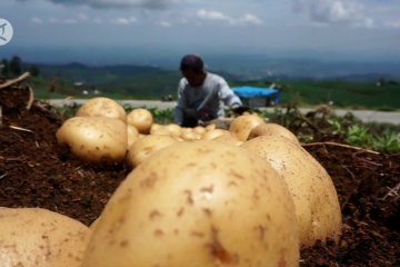 Petani Batang kembangkan kentang genotipe Tedjo MZ