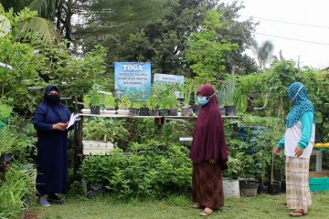 Tanaman obat keluarga sumber ketahanan pangan di tengah pandemi